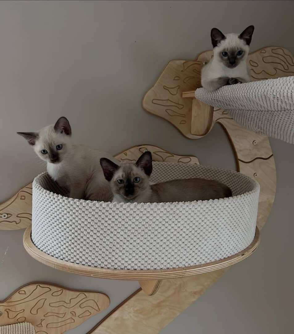 Healthy Tonkinese Kitten